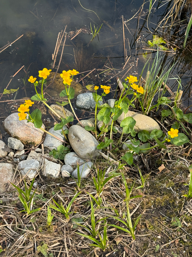 Yellow marsh marigold (Caltha palustris)