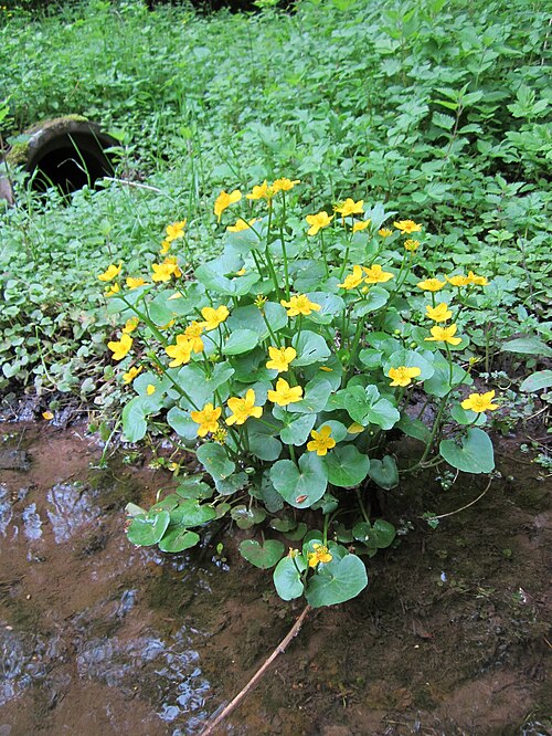 Yellow marsh marigold: Sumpfdotterblume ( Caltha palustris ) im Landschaftsschutzgebiet Drahtzugweiher und das Habsterwiesental