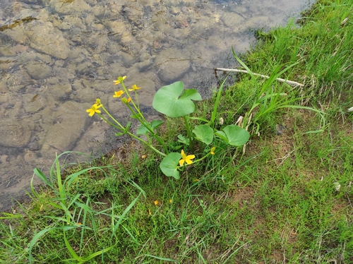 Yellow marsh marigold (Caltha palustris)