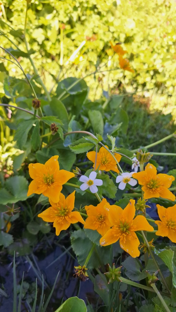 Yellow marsh marigold (Caltha palustris)