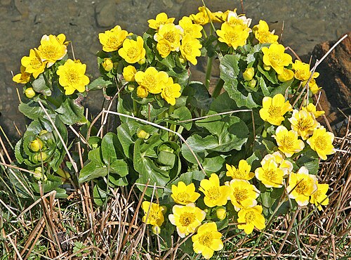 Yellow marsh marigold: Marsh marigold (Caltha palustris), also known as kingcup, a plant of the genus Caltha. The marsh marigold is a perennial plant with floating seeds and is theref