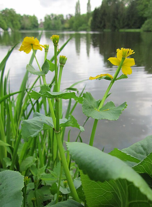 Yellow marsh marigold: Sumpfdotterblume ( Caltha palustris ) im Schwetzinger Schlossgarten