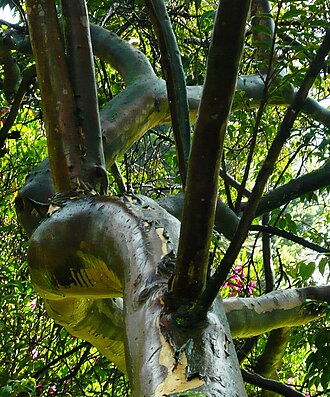Calycolpus moritzianus: árbol con fuste liso, pocas lenticelas y sin fisuras.
