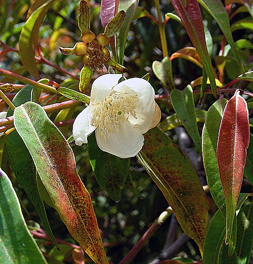 Calycolpus moritzianus: Native to the mountains of Colombia and Venezuela. Known as Tagua, or as Guayaba Sabanera. Photo from the Colombian highlands. In context at www.dixpix.ca/meso_