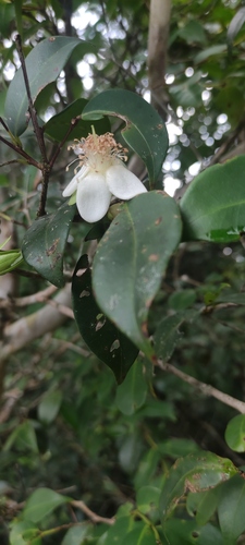 Calycolpus revolutus (Calycolpus revolutus)
