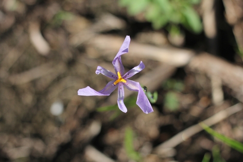 Calydorea amabilis (Calydorea amabilis)