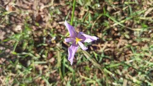 Calydorea amabilis (Calydorea amabilis)