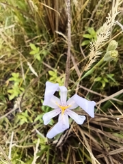 Calydorea amabilis (Calydorea amabilis)