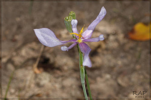 Calydorea amabilis (Calydorea amabilis)