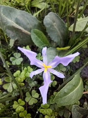 Calydorea amabilis (Calydorea amabilis)