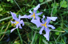 Calydorea amabilis (Calydorea amabilis)