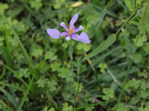Calydorea amabilis (Calydorea amabilis)