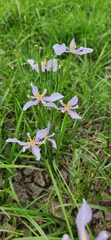 Calydorea amabilis (Calydorea amabilis)