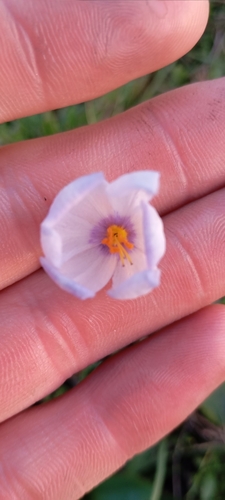 Calydorea azurea (Calydorea azurea)