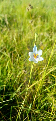 Calydorea azurea (Calydorea azurea)