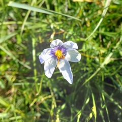 Calydorea azurea (Calydorea azurea)