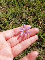 Calydorea charruana (Calydorea charruana)