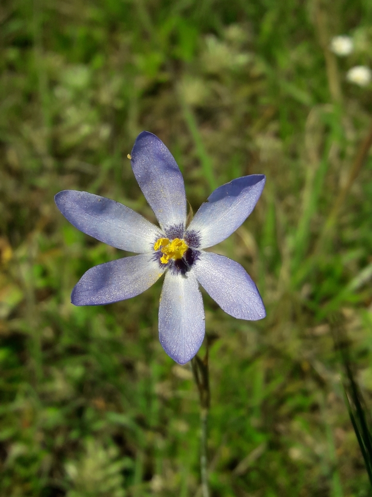 Calydorea charruana (Calydorea charruana)