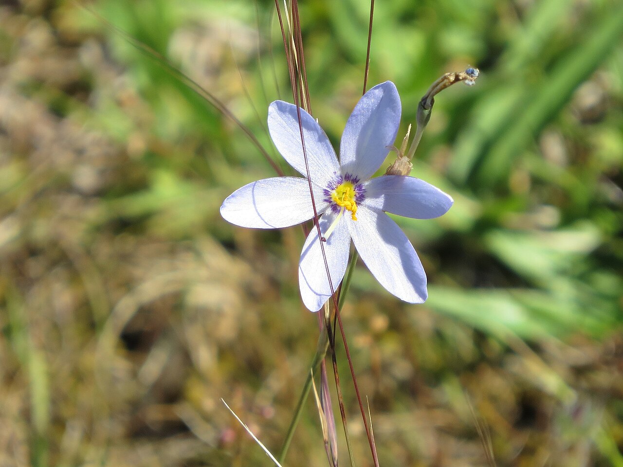 Calydorea charruana: Calydorea charruana