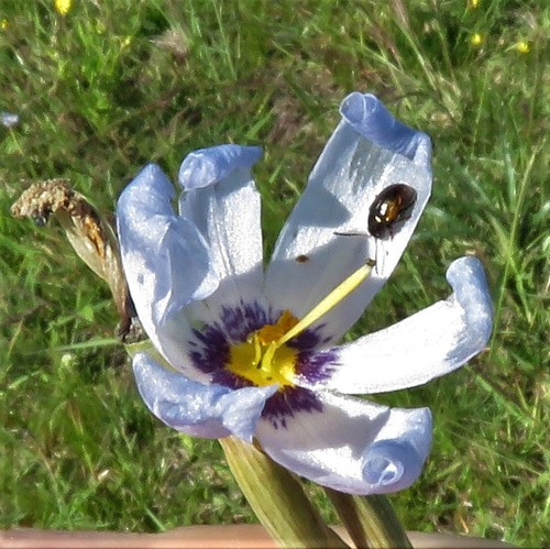 Calydorea charruana (Calydorea charruana)