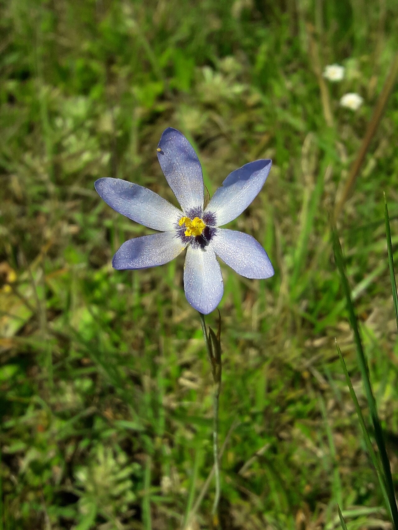 Calydorea charruana: Calydorea charruana