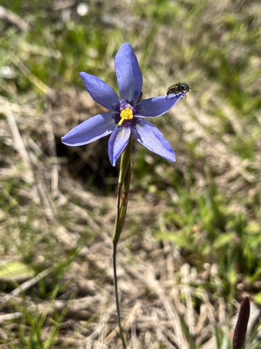 Calydorea charruana (Calydorea charruana)