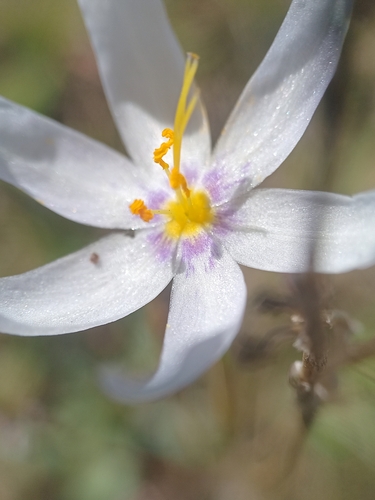 Calydorea luteola (Calydorea luteola)