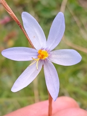 Calydorea luteola (Calydorea luteola)