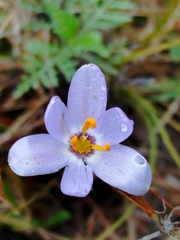 Calydorea nuda (Calydorea nuda)