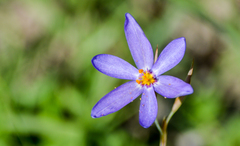 Calydorea nuda (Calydorea nuda)