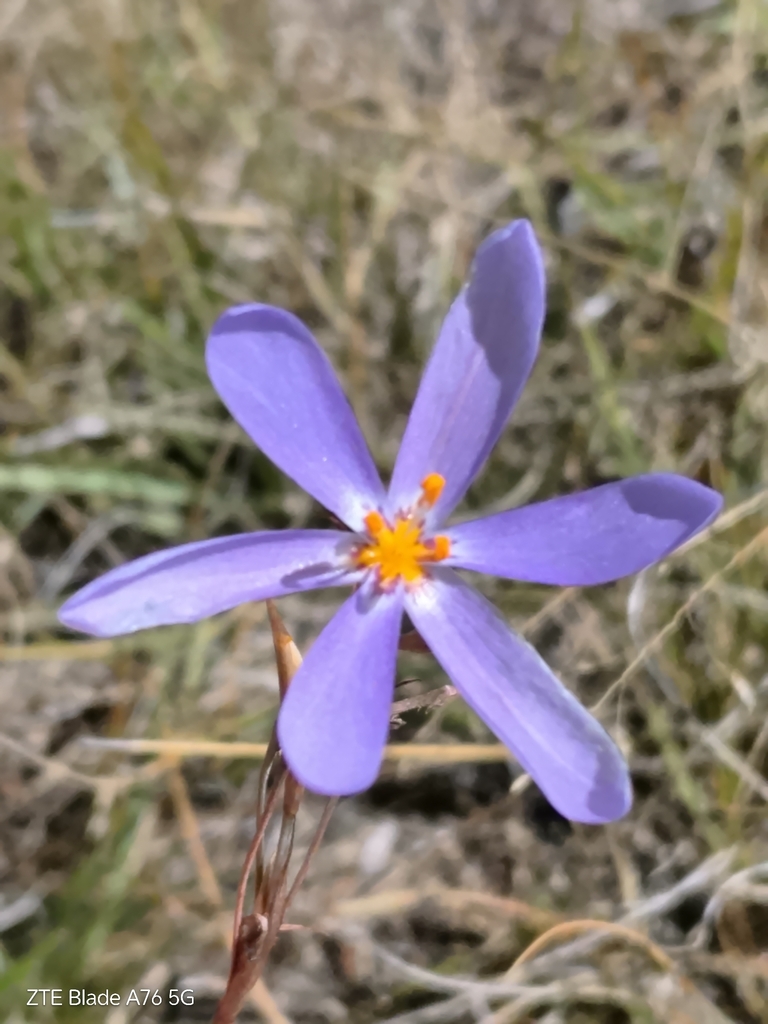 Calydorea nuda (Calydorea nuda)
