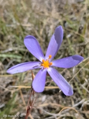 Calydorea nuda (Calydorea nuda)