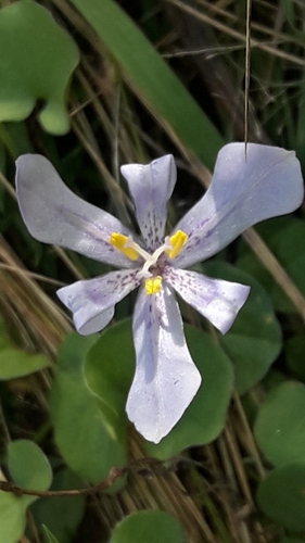 Calydorea pallens (Calydorea pallens)