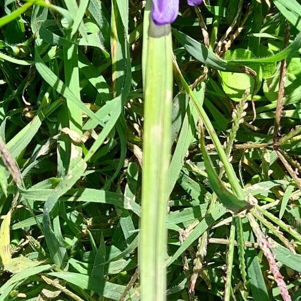Calydorea pallens (Calydorea pallens)