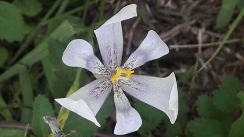 Calydorea pallens (Calydorea pallens)