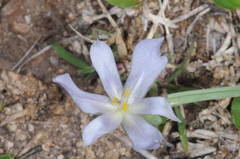 Calydorea undulata (Calydorea undulata)