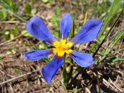 Calydorea xiphioides: Calydorea xiphioides