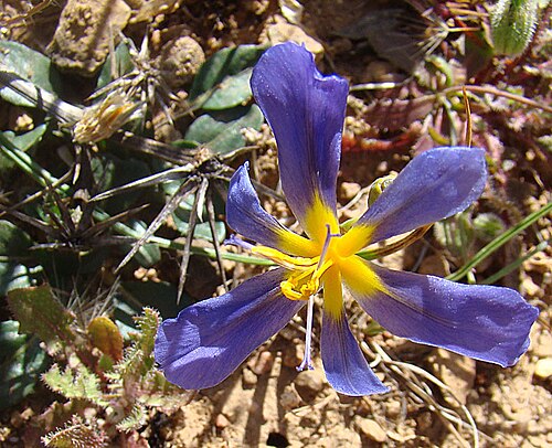 Calydorea xiphioides: Small but charming, endemic to central Chile where it is called Tahay. In context at www.dixpix.ca/sth_cordillera/flora/irises/index.html
