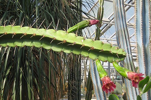 Calymmanthium substerile: Calymmanthium substerile im Botanischen Garten Dresden