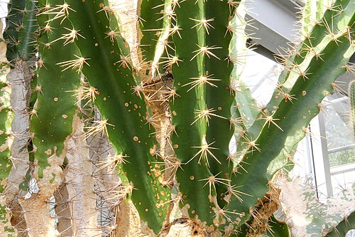 Calymmanthium substerile: Calymmanthium substerile