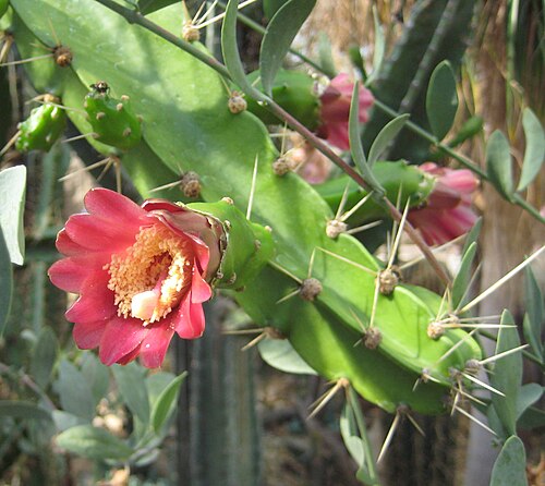 Calymmanthium substerile: Calymmanthium substerile im Botanischen Garten Dresden