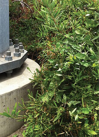 Lucky false bindweed: Calystegia felix — Lucky morning glory. Native species climbing upward through exotic urban landscaping in the City of Chino, southern California. (Photo M. C. 