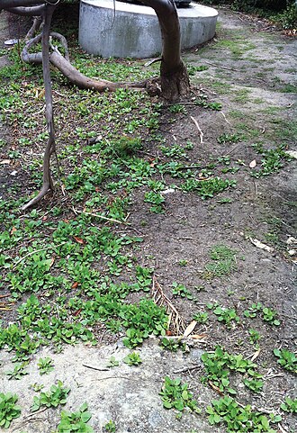 Lucky false bindweed: Emergent Calystegia felix on crusted, moist, Chino silt loam, amongst urban landscaping. It is unknown if large groups of emergent plants such as these represen