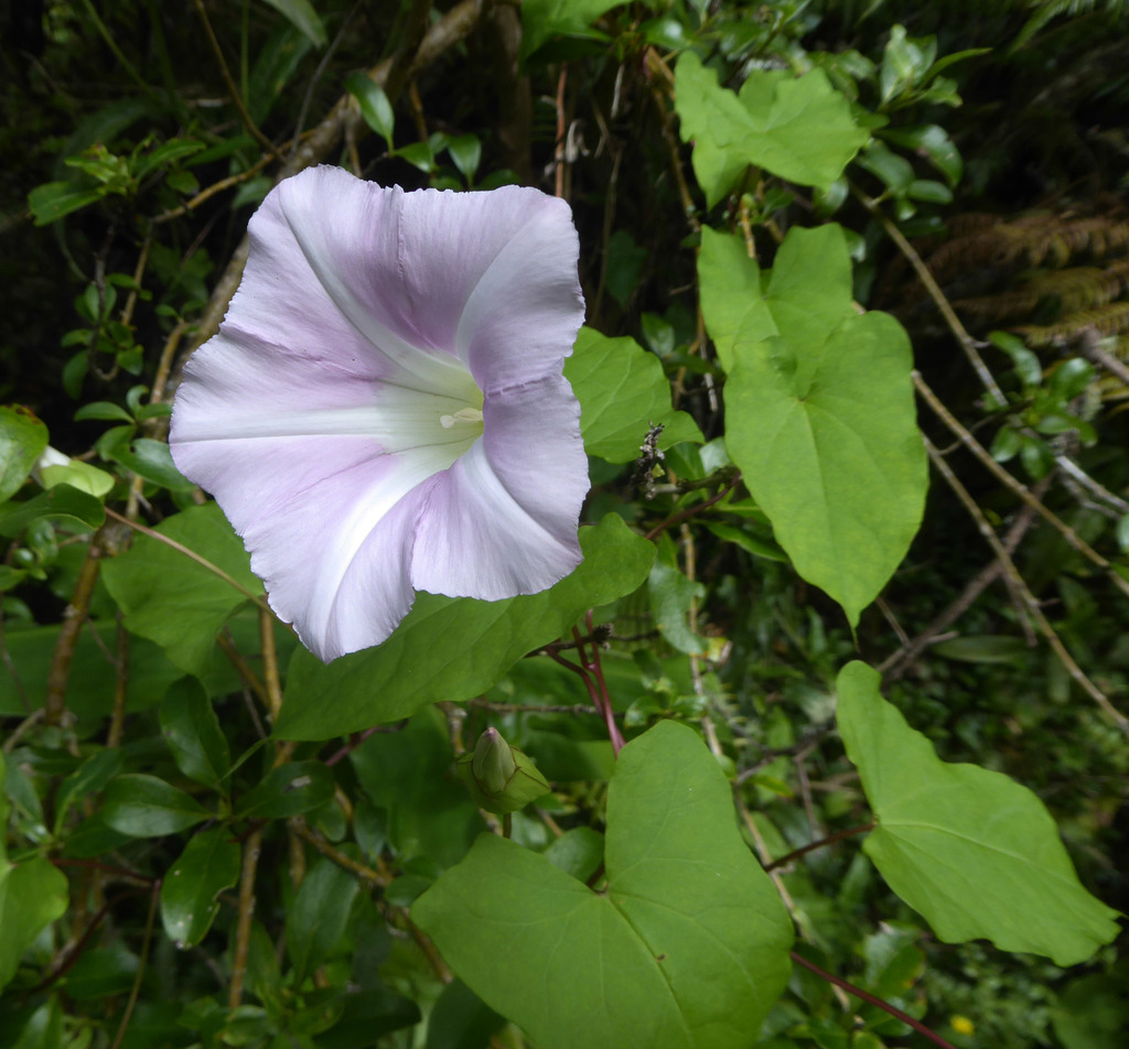 Hedge bindweed (Calystegia sepium)