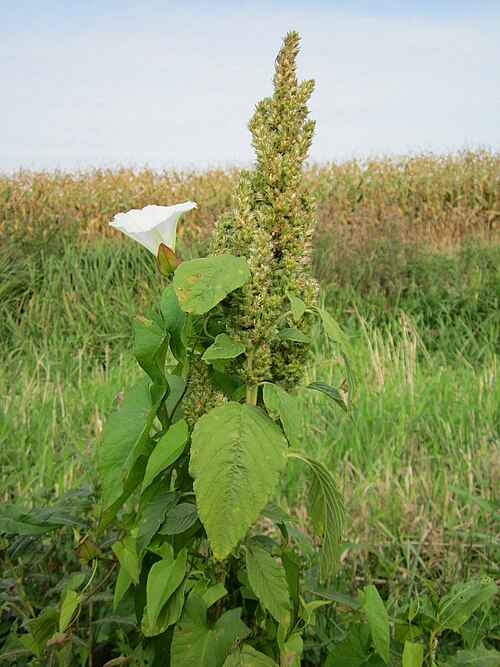 Hedge bindweed: Zaunwinde (Calystegia sepium) an einem Acker-Fuchsschwanz (Amaranthus retroflexus) im Hockenheimer Rheinbogen