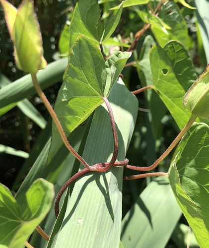 Hedge bindweed (Calystegia sepium)