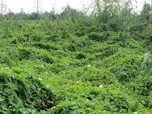 Hedge bindweed: Zaunwinde ( Calystegia sepium ) im Hockenheimer Rheinbogen