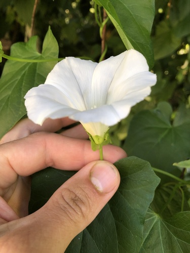 Hedge bindweed (Calystegia sepium)