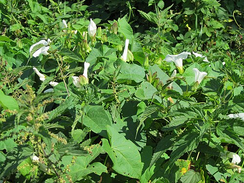 Hedge bindweed: Zaunwinde ( Calystegia sepium ) in den Horststückern im Landschaftsgebiet „Hockenheimer Rheinbogen“