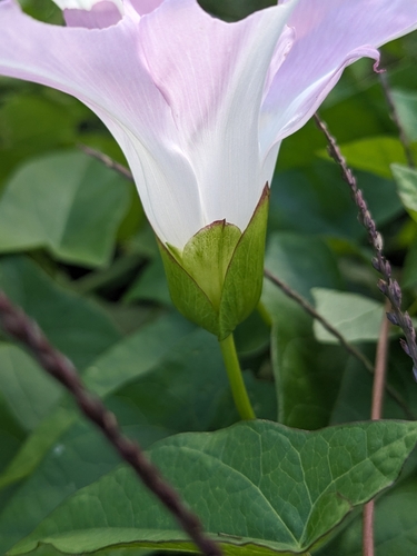 Hedge bindweed (Calystegia sepium)